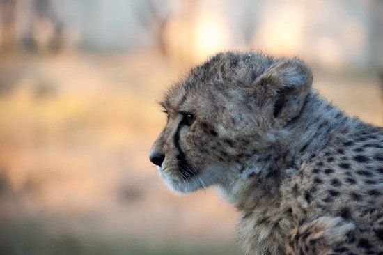 Cheetah Experience Bloemfontein